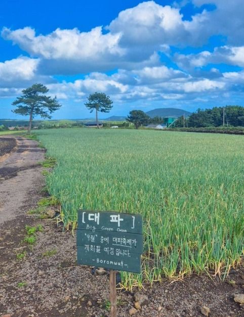보롬왓 대파축제 공연 모습