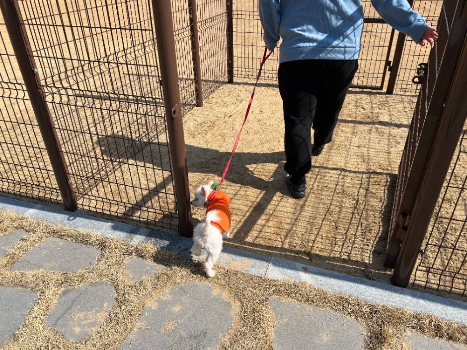 즐거워하는 강아지