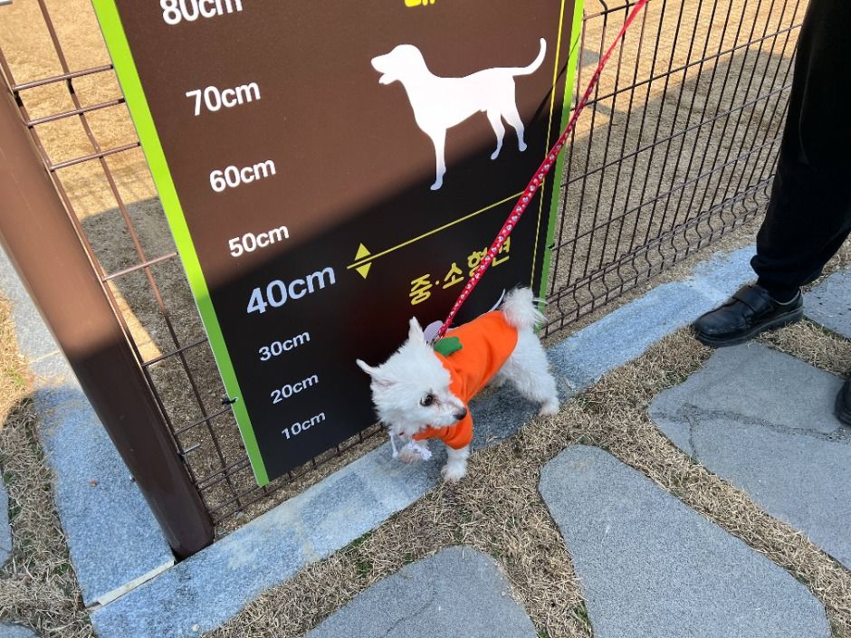 반려견 놀이터에서 즐거운 시간
