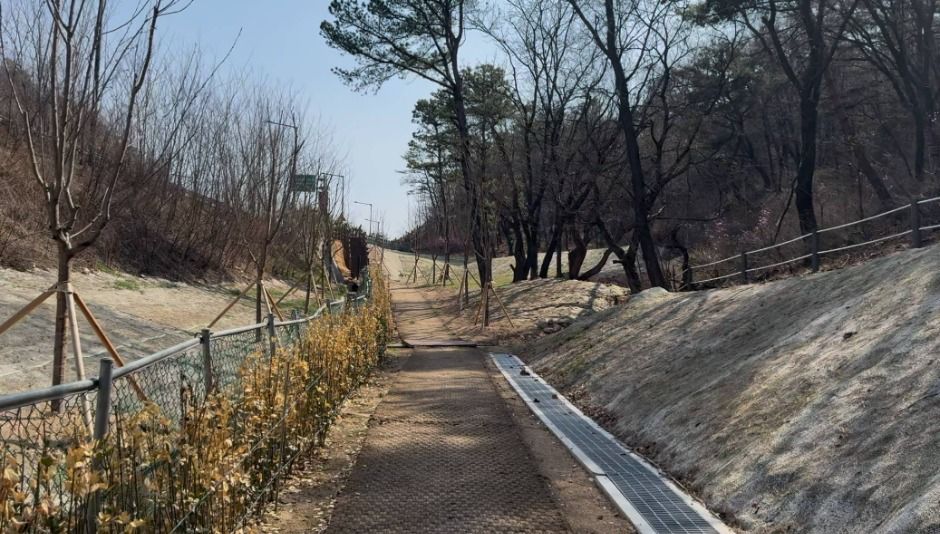 싱그러운 여름의 숲