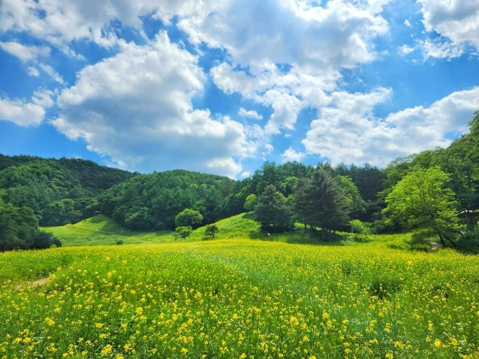 메밀꽃밭 풍경