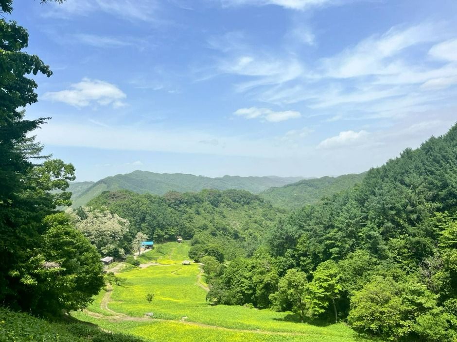 메밀밭 체험 프로그램