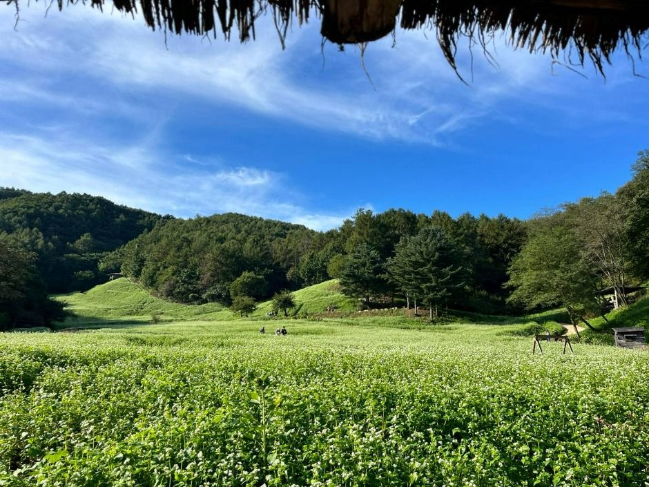 메밀밭 풍경
