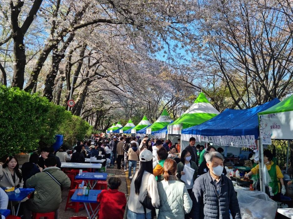 자유공원 벚꽃길