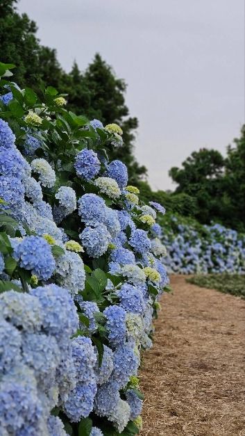 보롬왓 수국정원 축제 이미지 2
